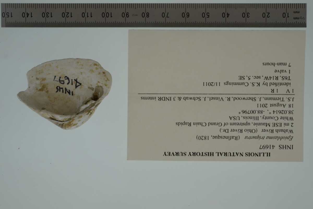 Epioblasma triquetra image