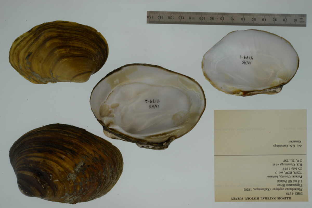 Plethobasus cyphyus image