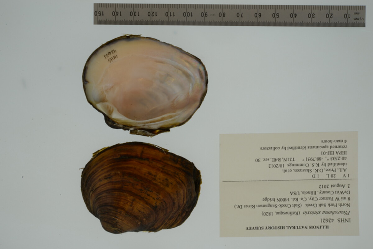 Pleurobema sintoxia image