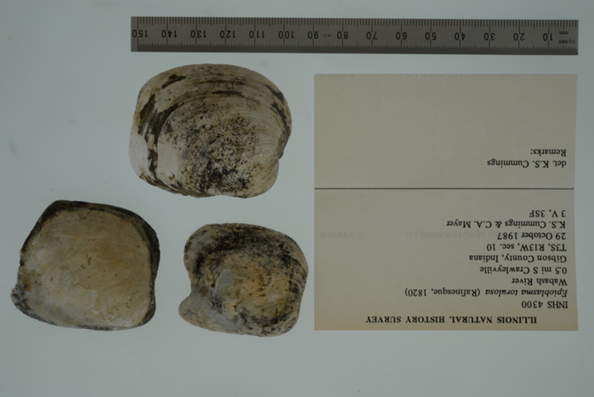 Epioblasma torulosa image