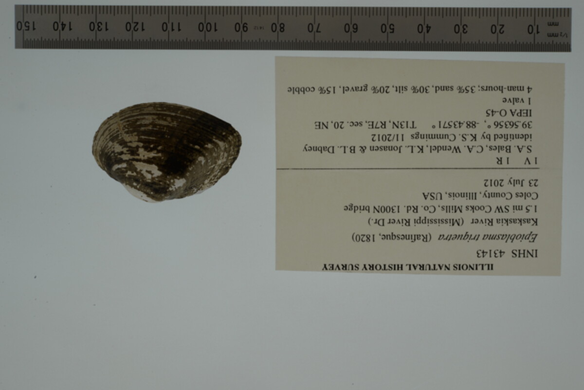 Epioblasma image