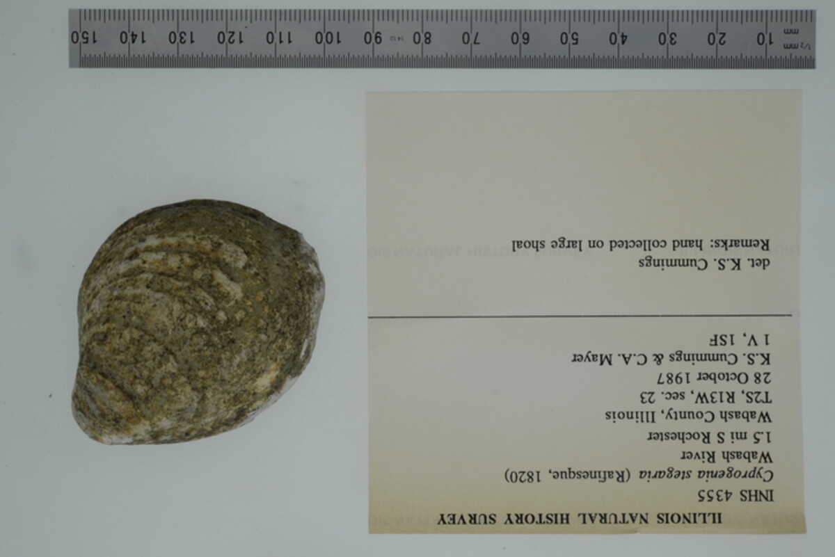 Cyprogenia stegaria image