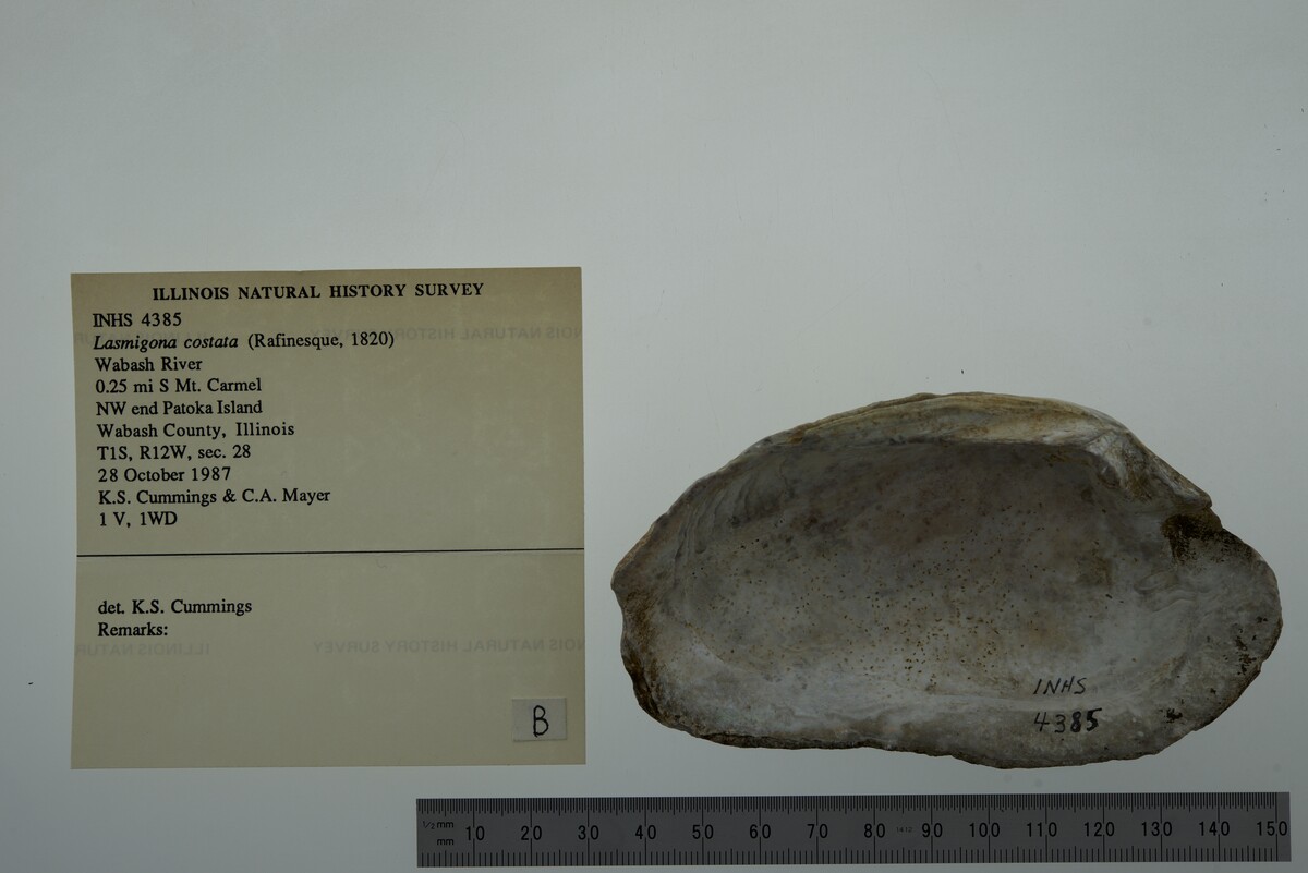 Lasmigona costata image