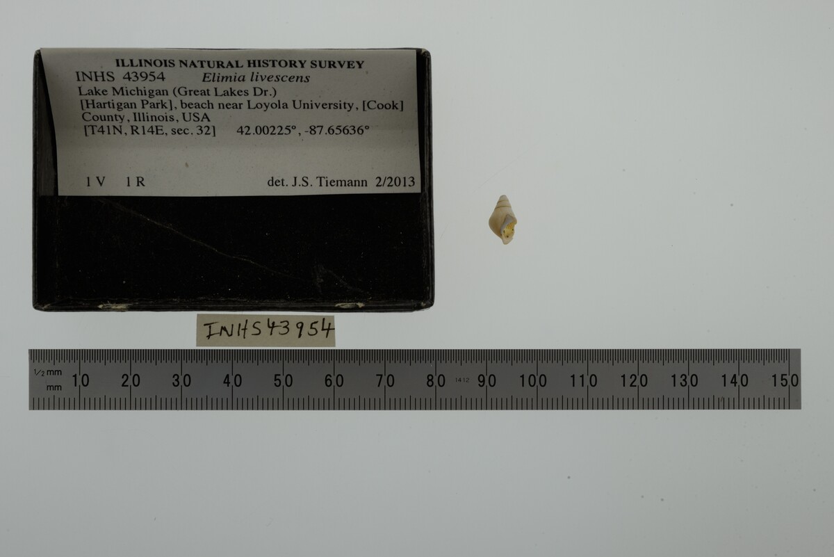 Elimia livescens image