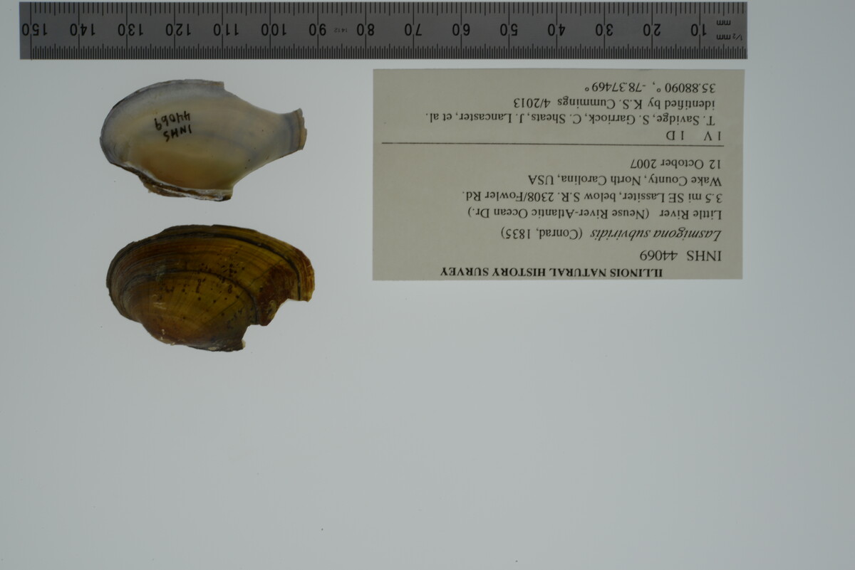 Lasmigona subviridis image