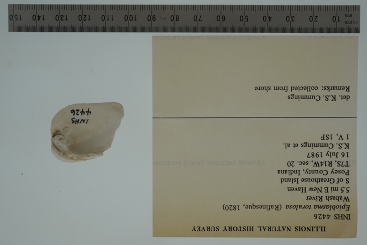 Epioblasma torulosa image