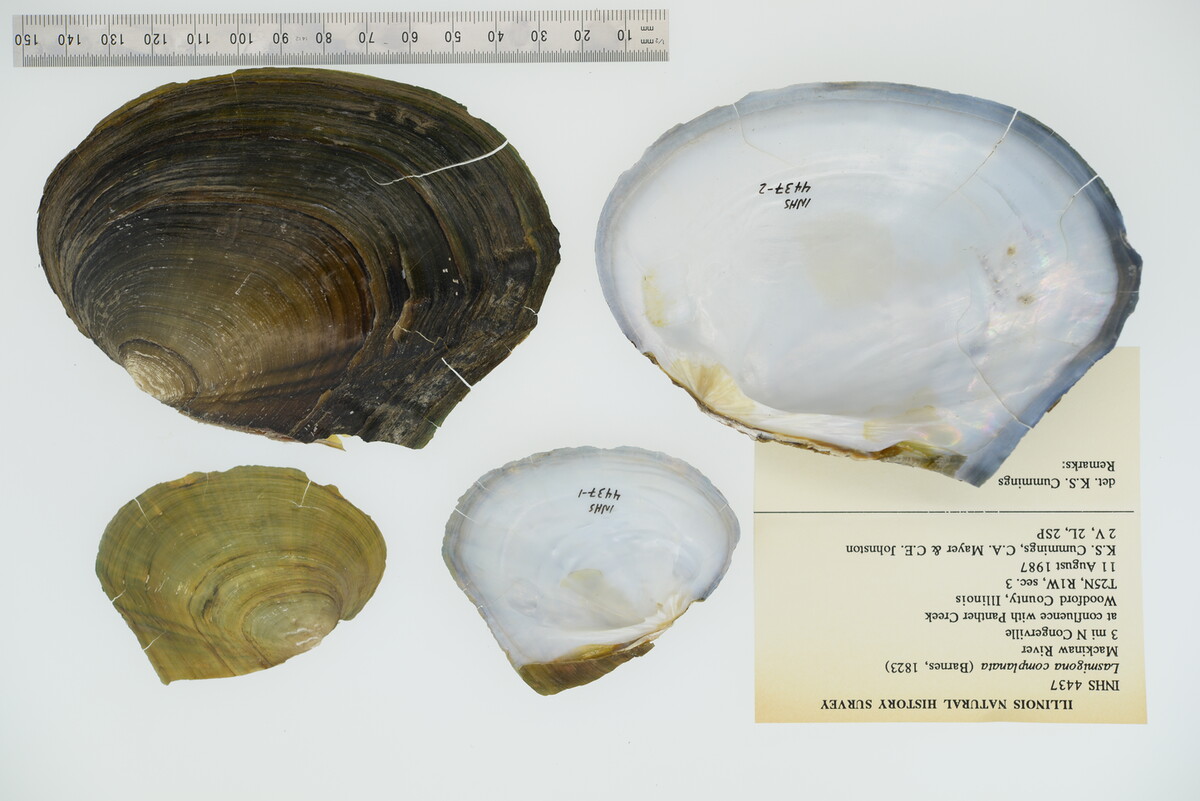 Lasmigona complanata image