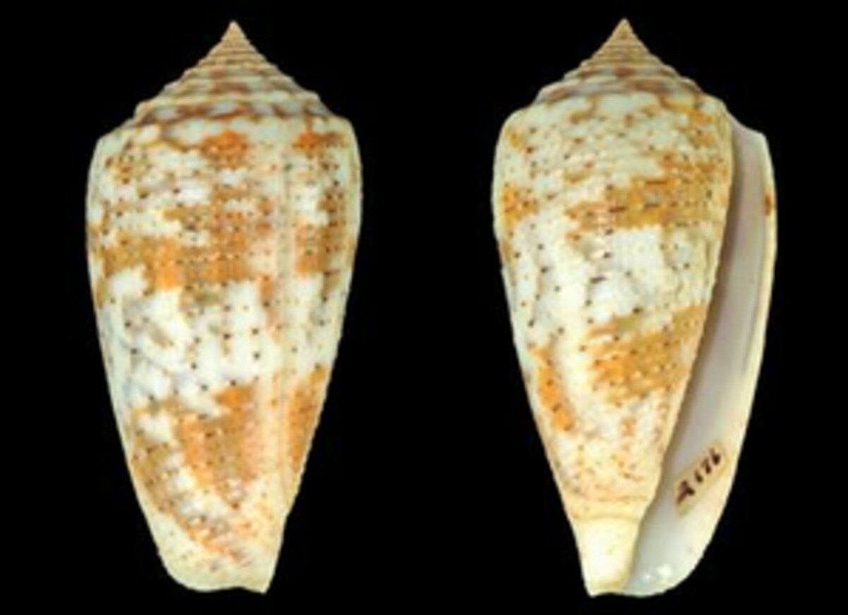 Conus arafurensis image
