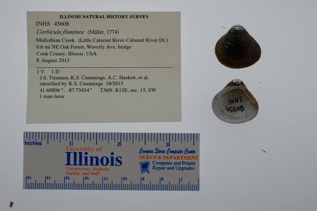 Corbicula fluminea image