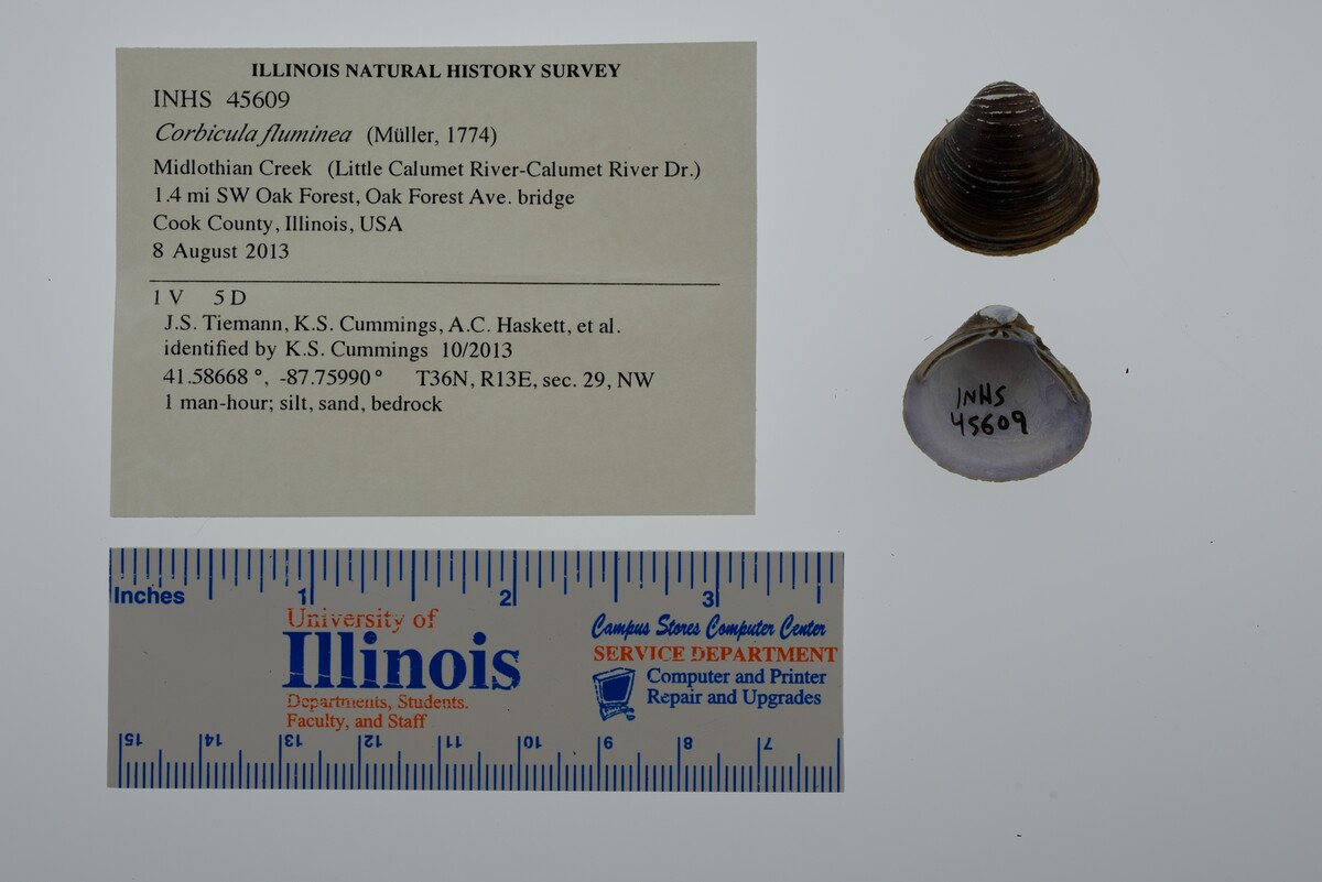 Corbicula fluminea image