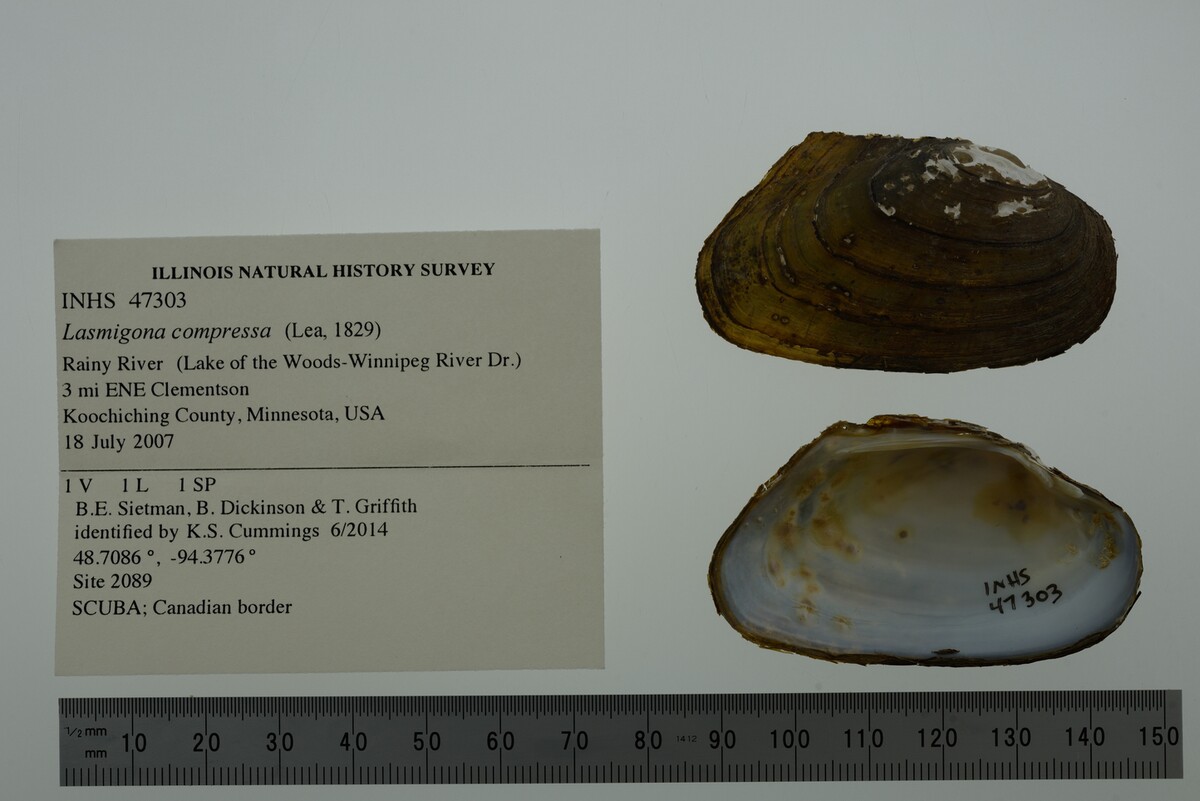 Lasmigona compressa image