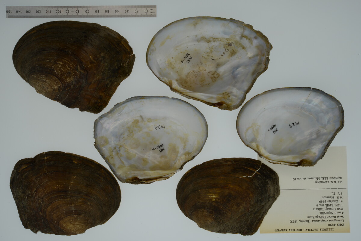 Lasmigona complanata image