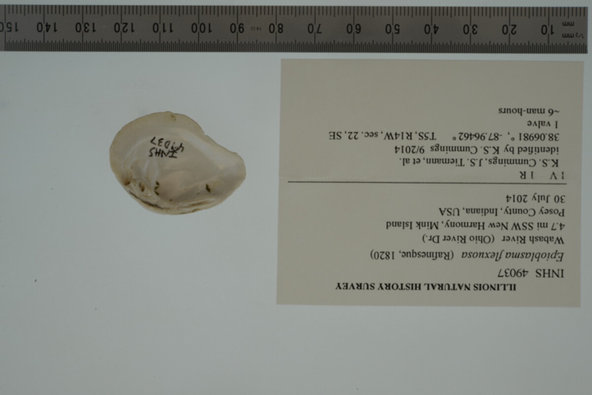 Epioblasma flexuosa image