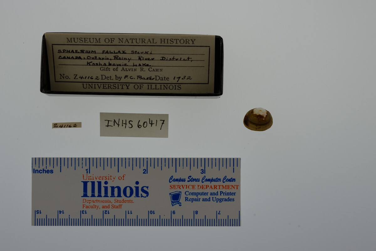 Sphaerium simile image