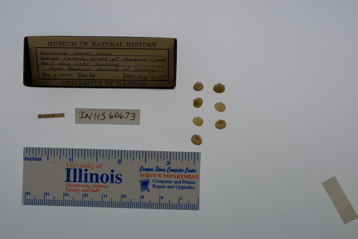 Musculium securis image