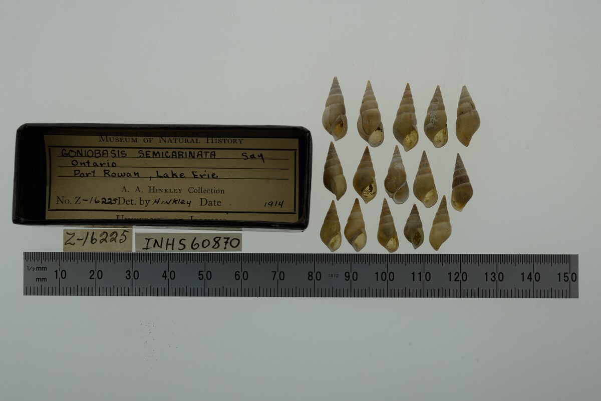 Elimia semicarinata image