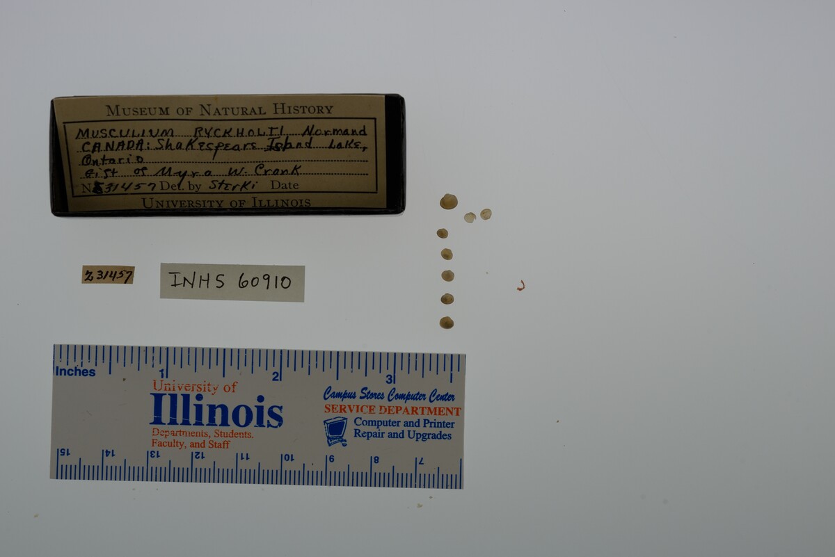 Musculium lacustre image