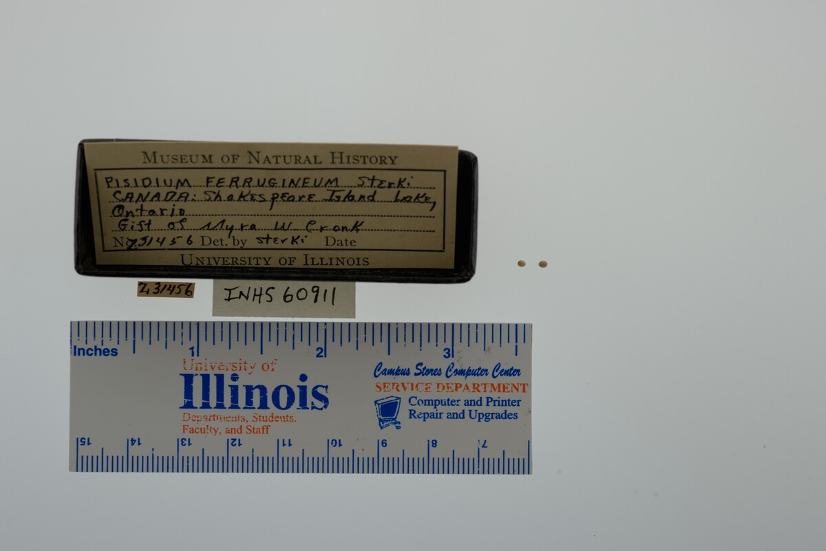 Pisidium ferrugineum image