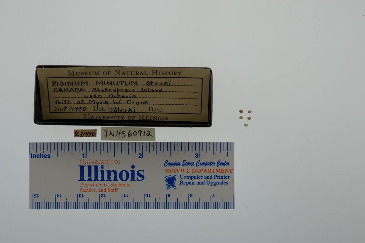 Pisidium ferrugineum image