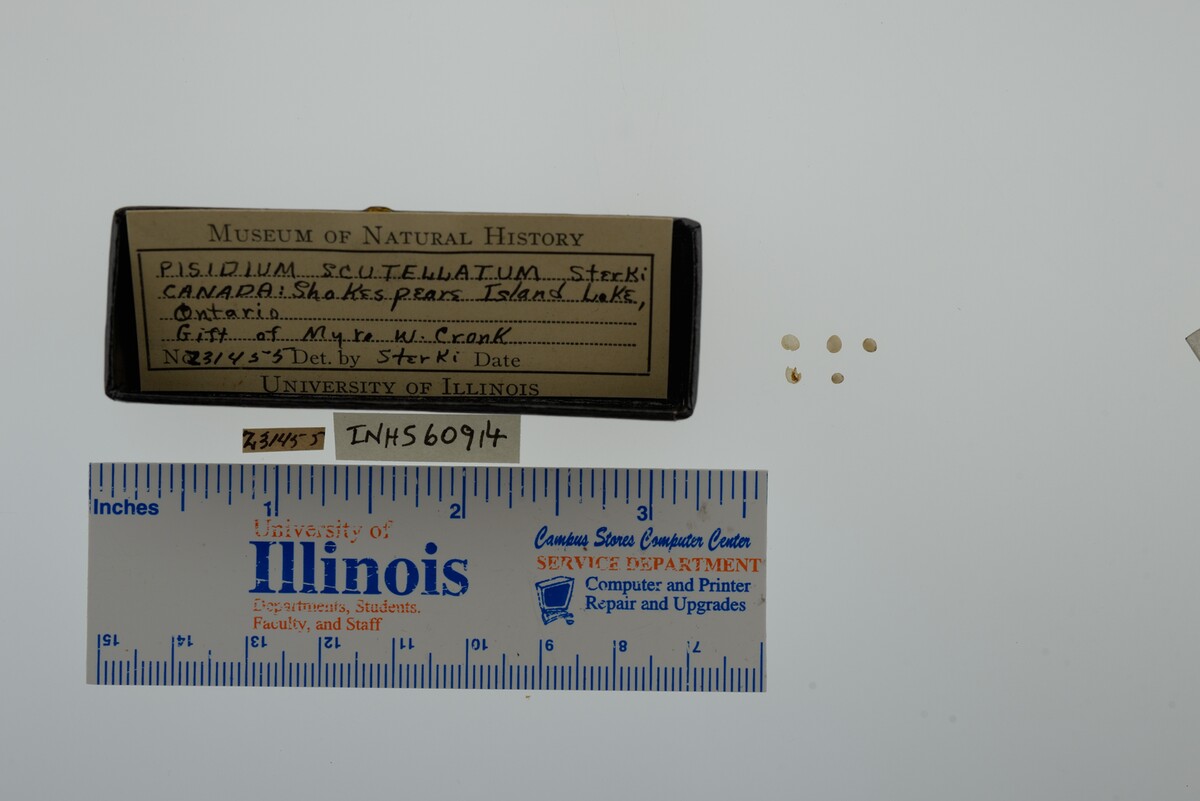 Pisidium lilljeborgi image