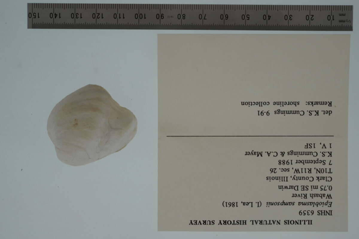 Epioblasma sampsonii image