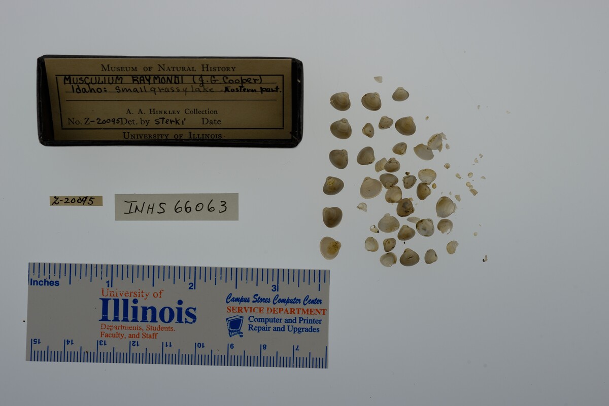 Musculium lacustre image