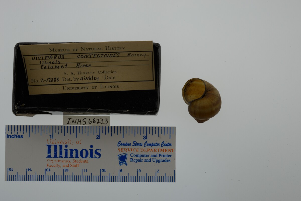 Viviparus georgianus image