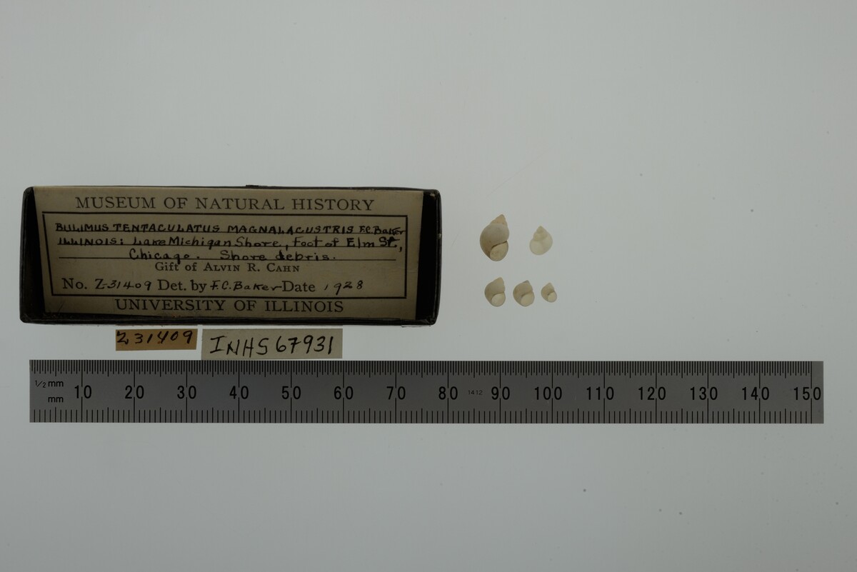 Bithynia image