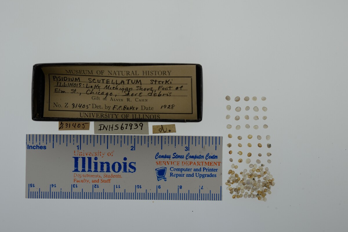 Pisidium image
