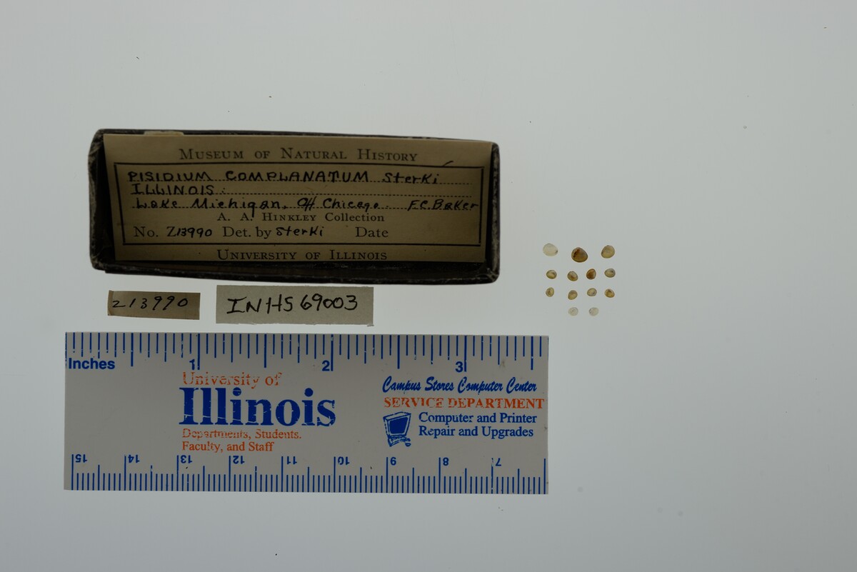 Pisidium casertanum image