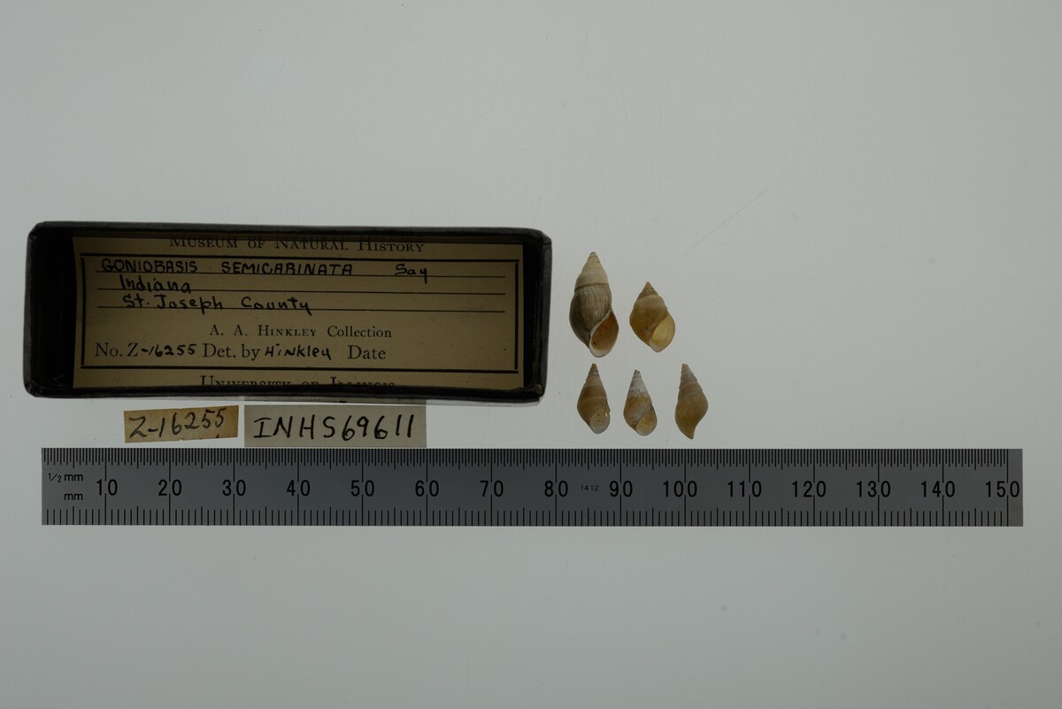 Elimia semicarinata image