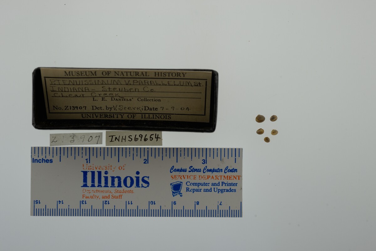 Pisidium nitidum image
