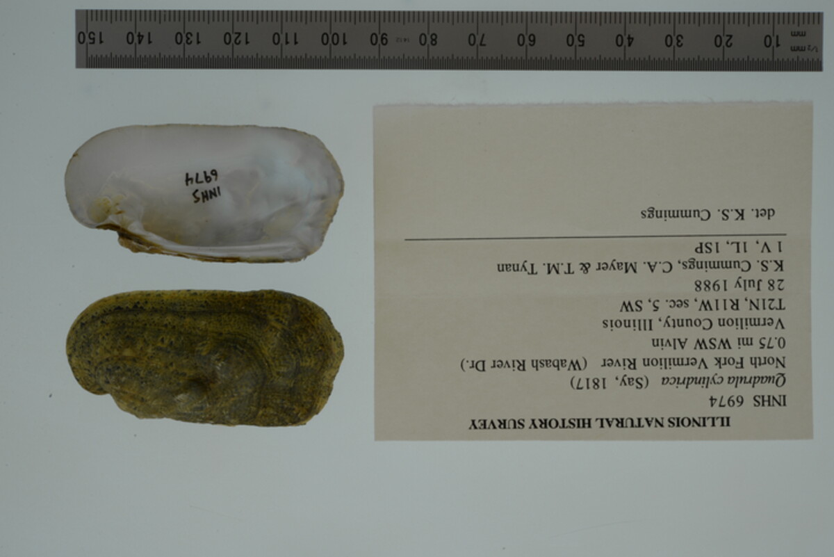 Theliderma cylindrica image