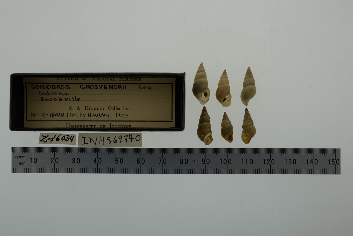Elimia semicarinata image