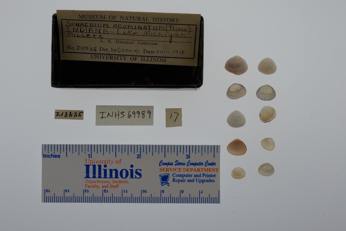 Sphaerium image