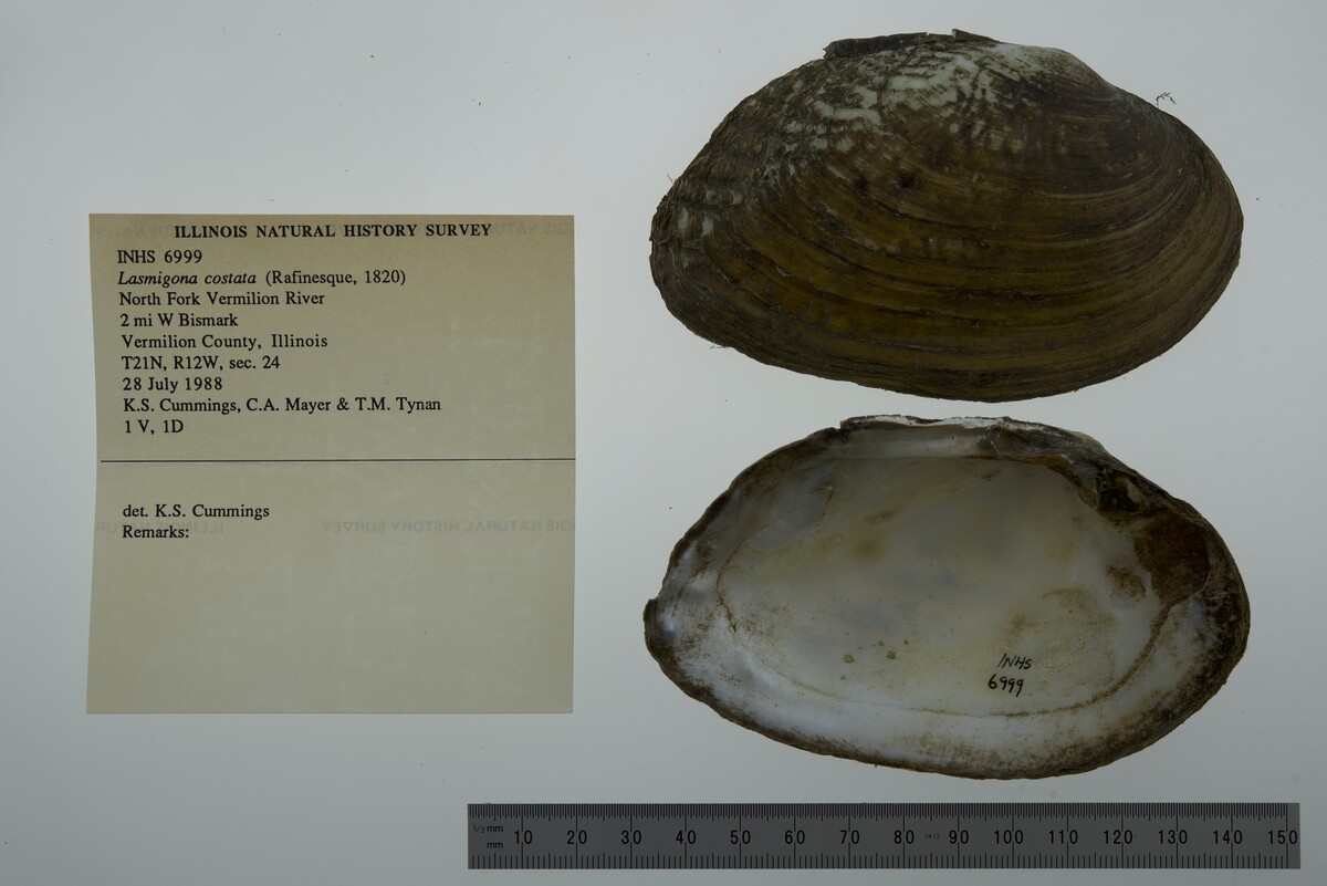 Lasmigona costata image