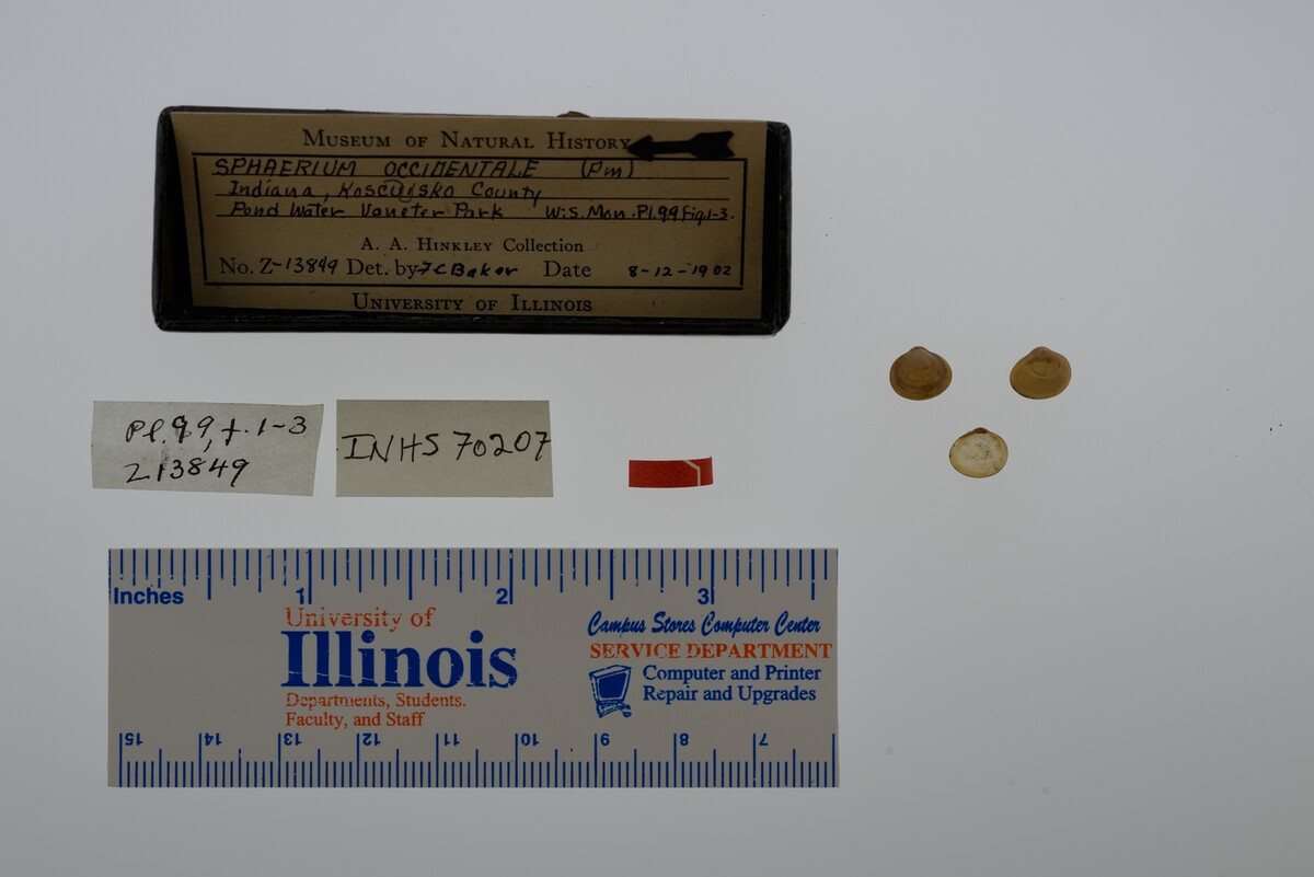 Sphaerium occidentale image