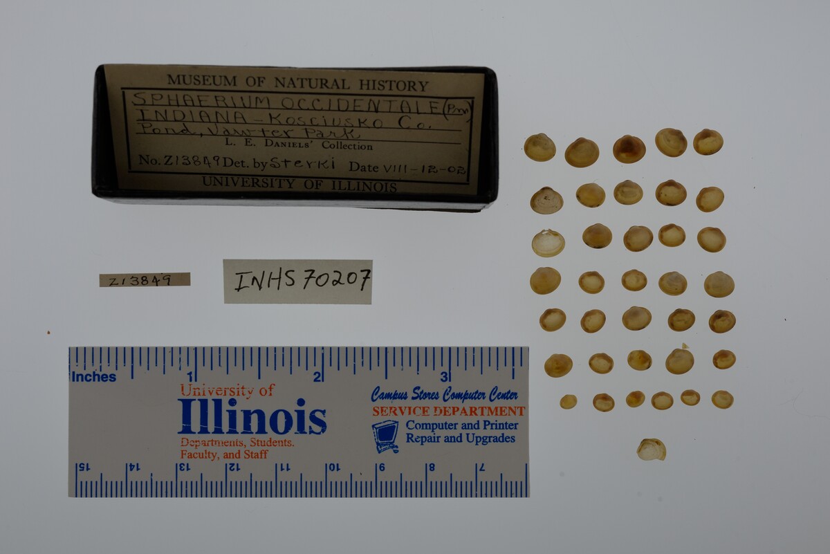 Sphaerium occidentale image