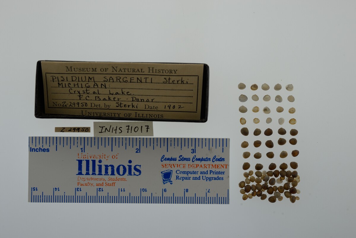 Pisidium adamsi image