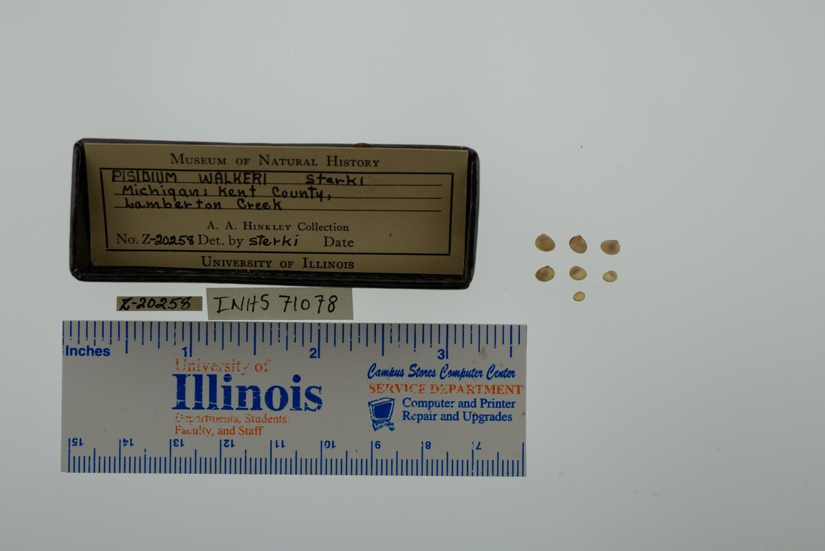 Pisidium walkeri image