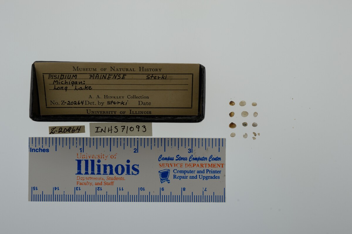 Pisidium walkeri image