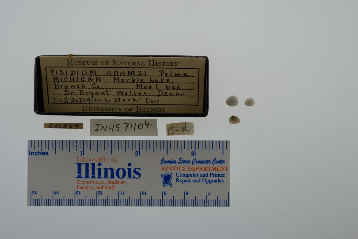 Pisidium adamsi image
