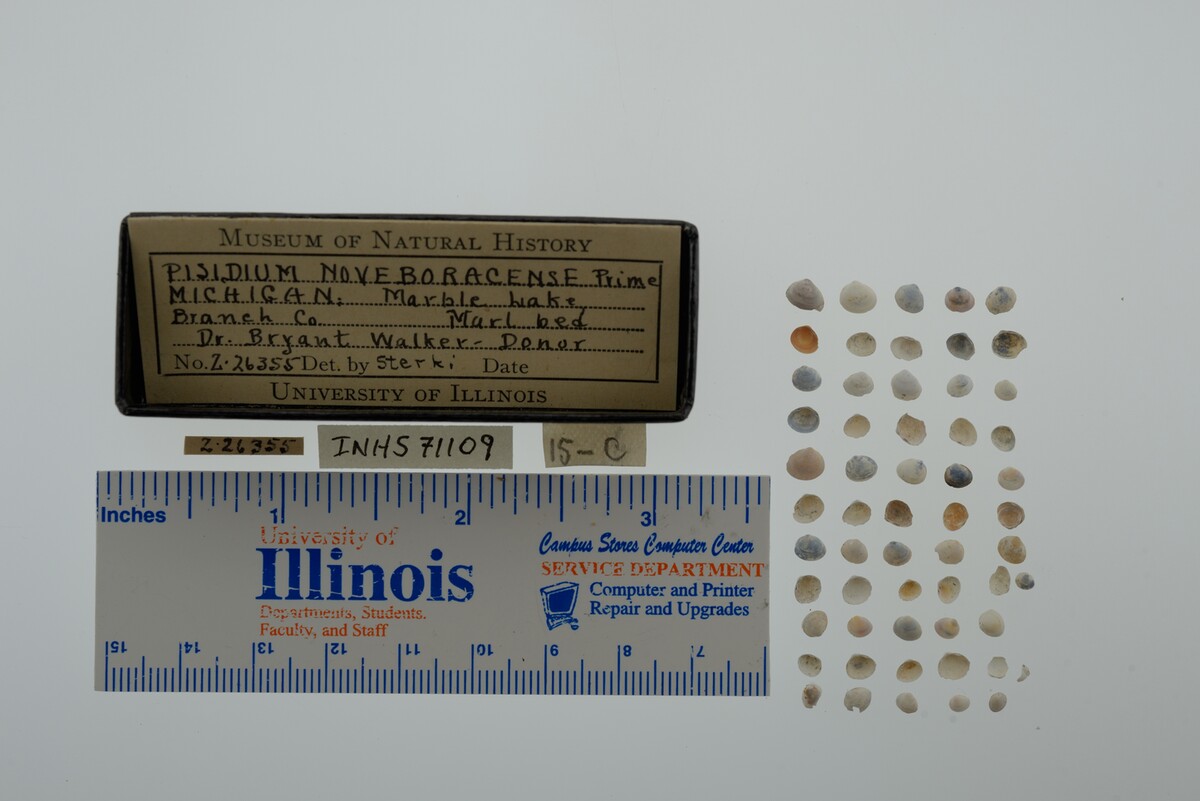 Pisidium casertanum image