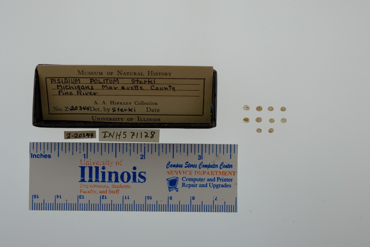 Pisidium casertanum image