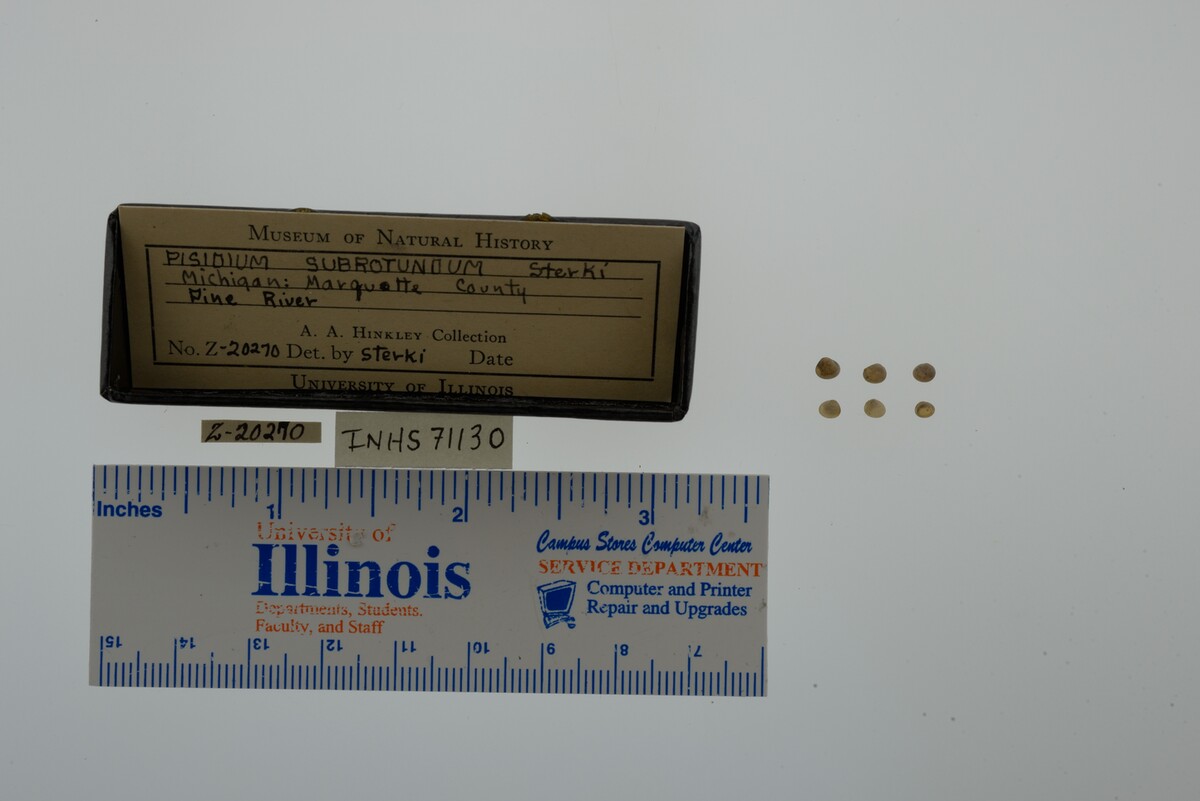 Pisidium image