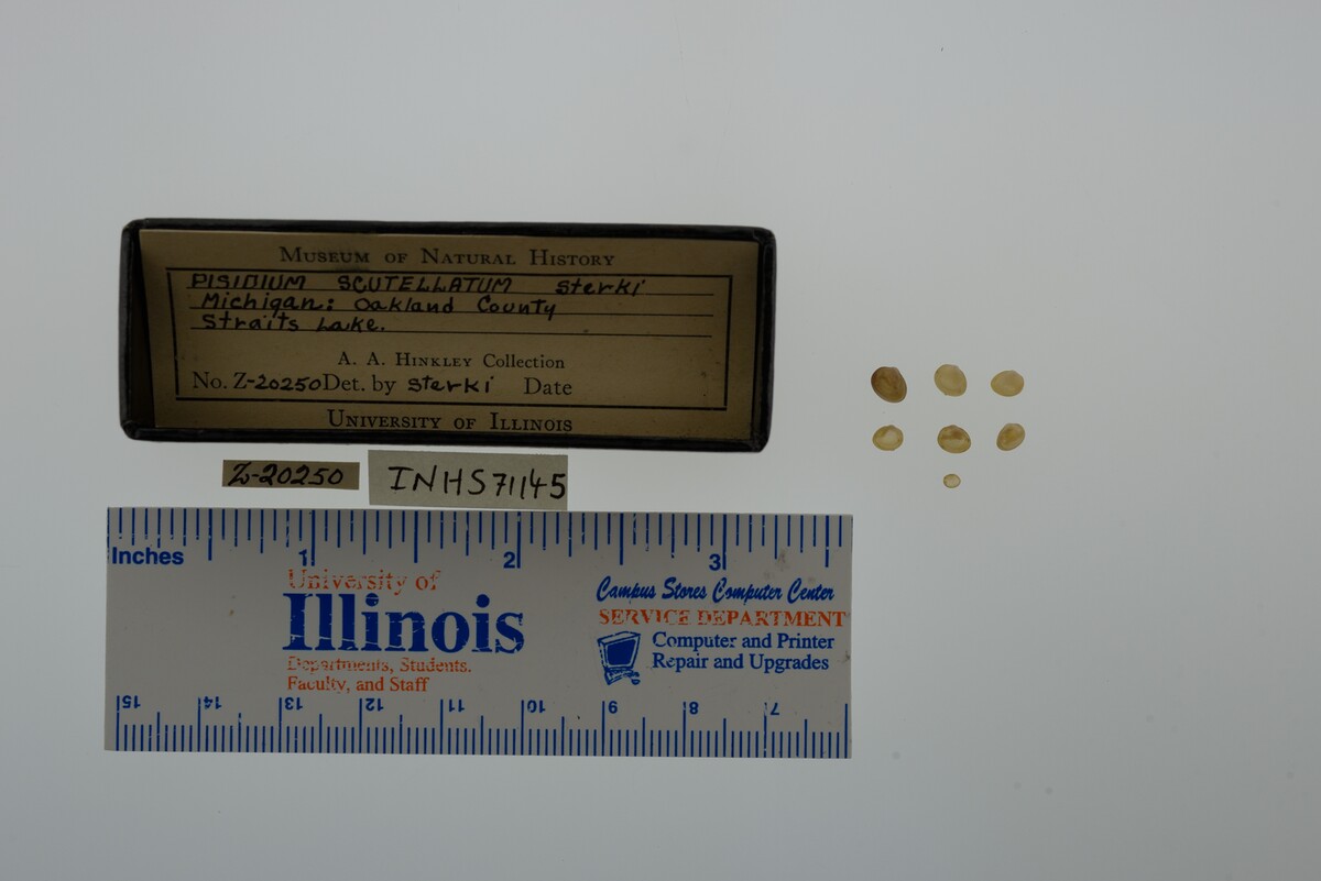 Pisidium lilljeborgi image