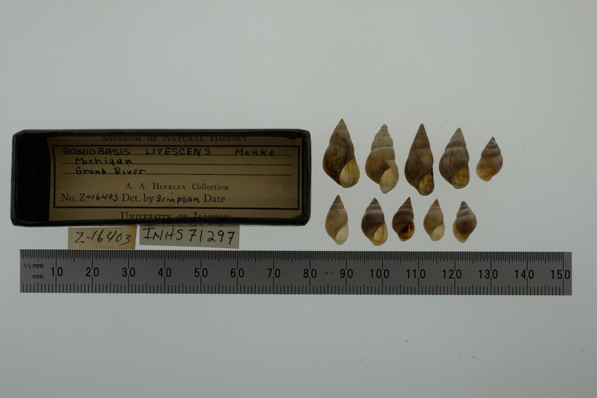 Elimia livescens image