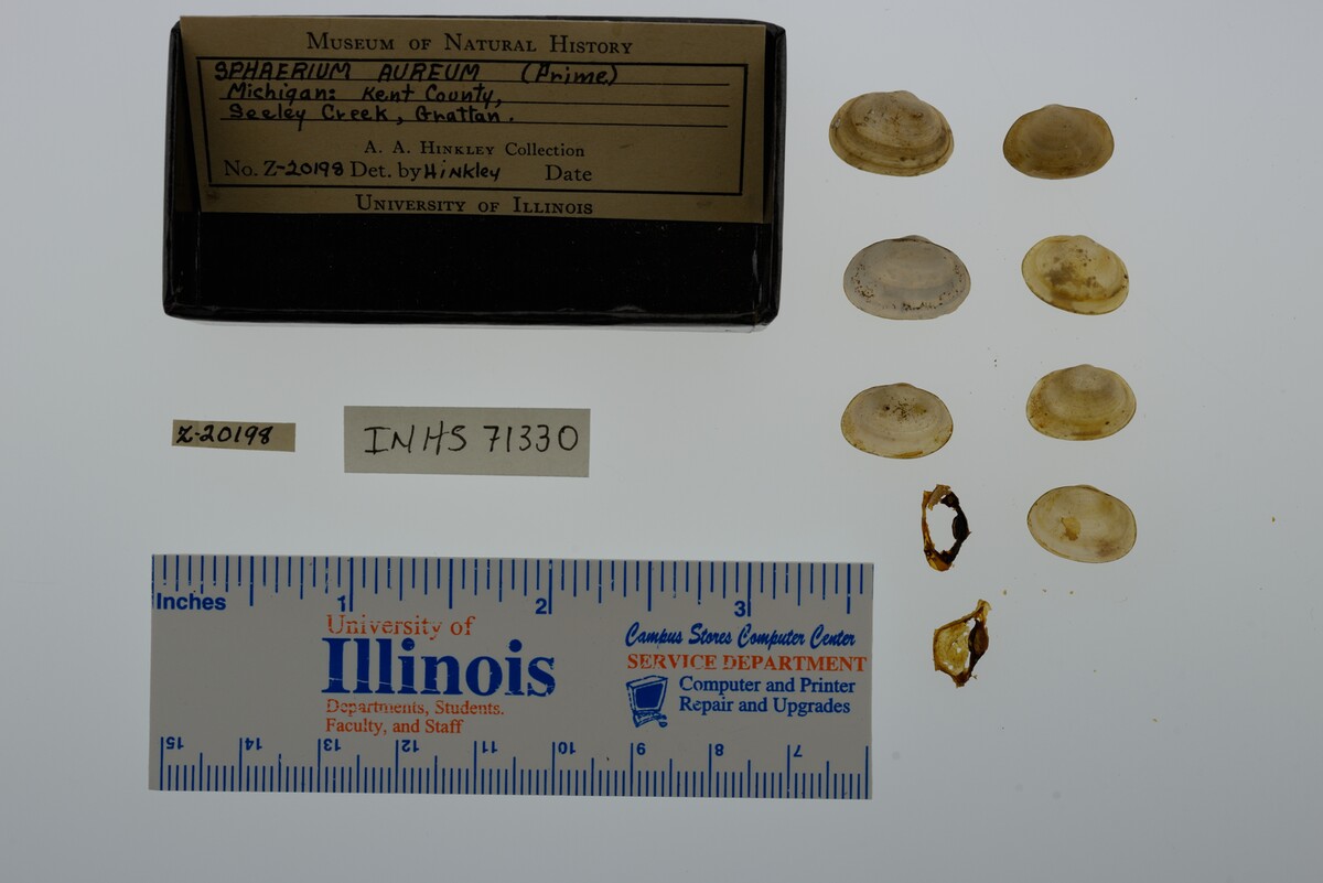 Sphaerium striatinum image