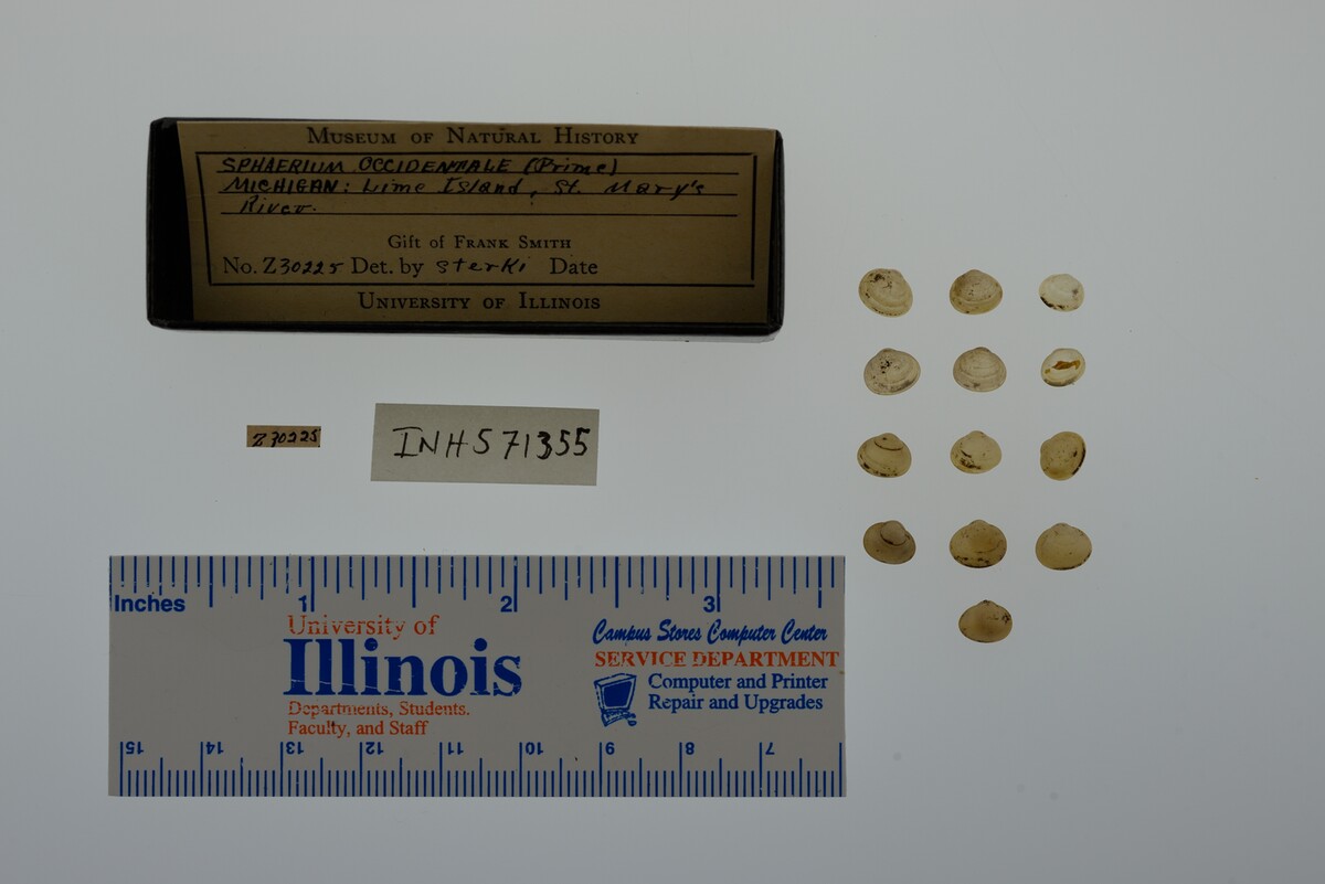 Sphaerium occidentale image