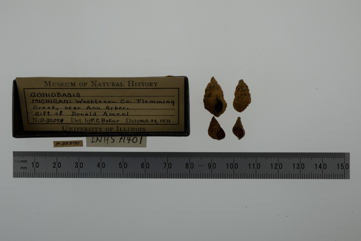 Elimia livescens image